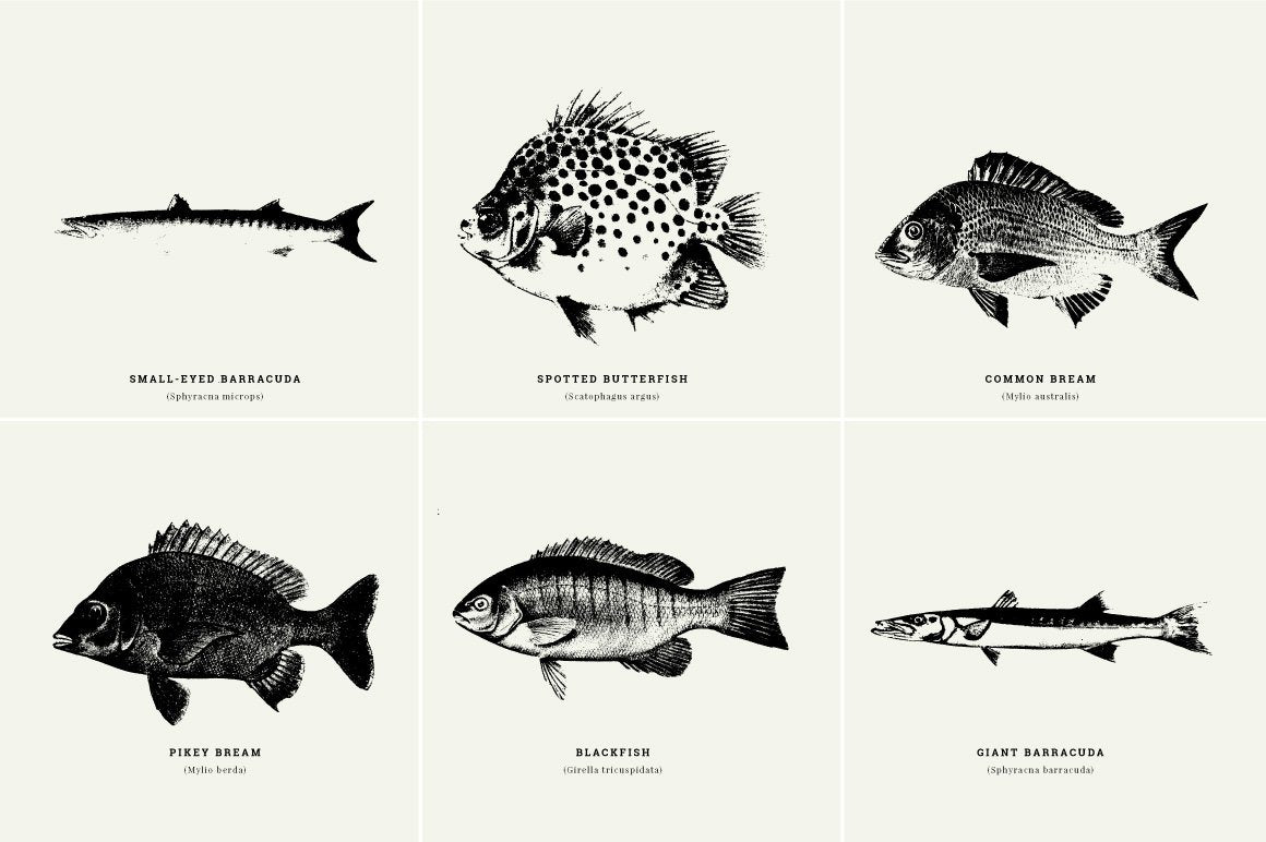 Fish Illustrations - Nomad Visuals 7.jpg