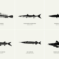 Fish Illustrations - Nomad Visuals 8.jpg