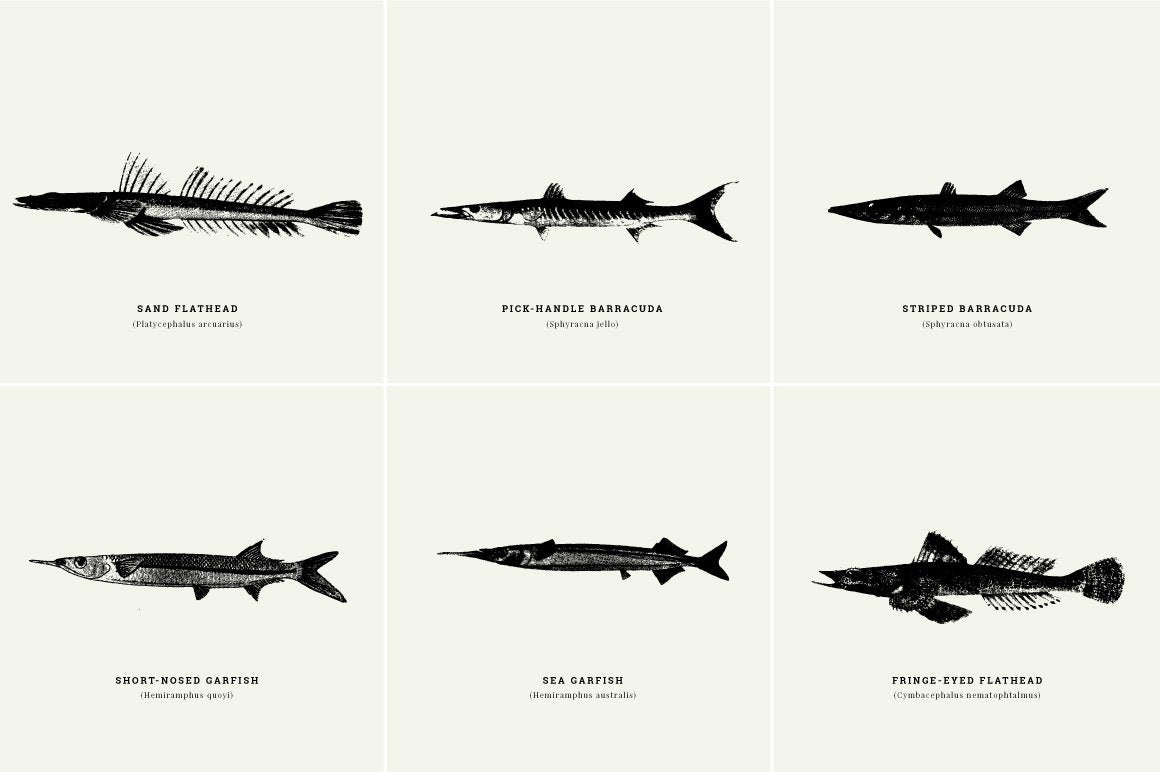 Fish Illustrations - Nomad Visuals 8.jpg