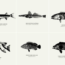 Fish Illustrations - Nomad Visuals 9.jpg
