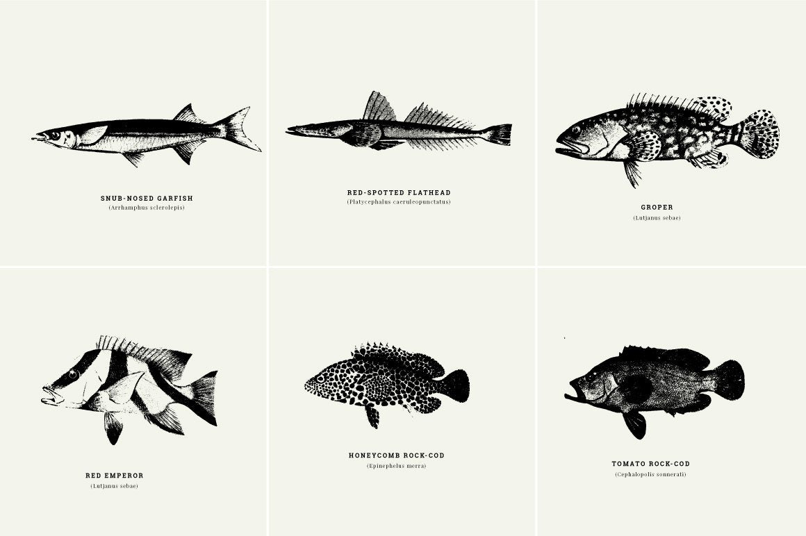 Fish Illustrations - Nomad Visuals 9.jpg
