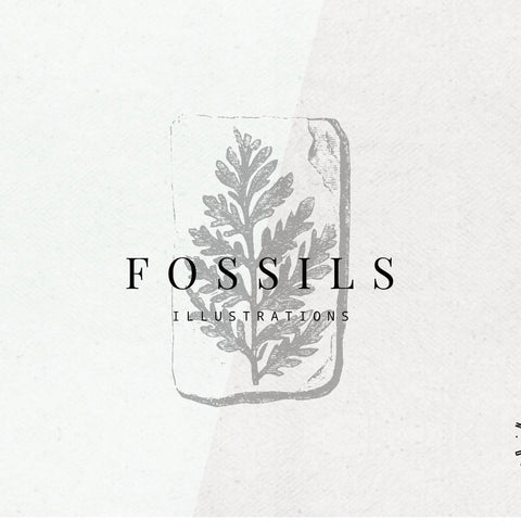 Fossils Illustrations