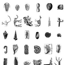 Fossils Illustrations - Nomad Visuals 2.jpg