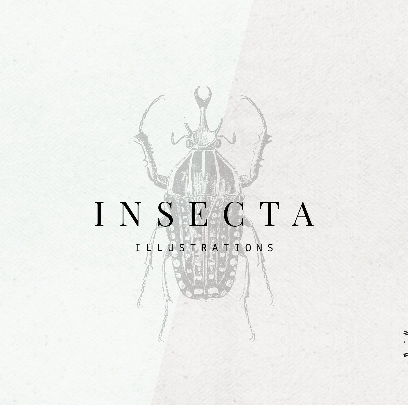 Insects Illustrations - Nomad Visuals 1.jpg