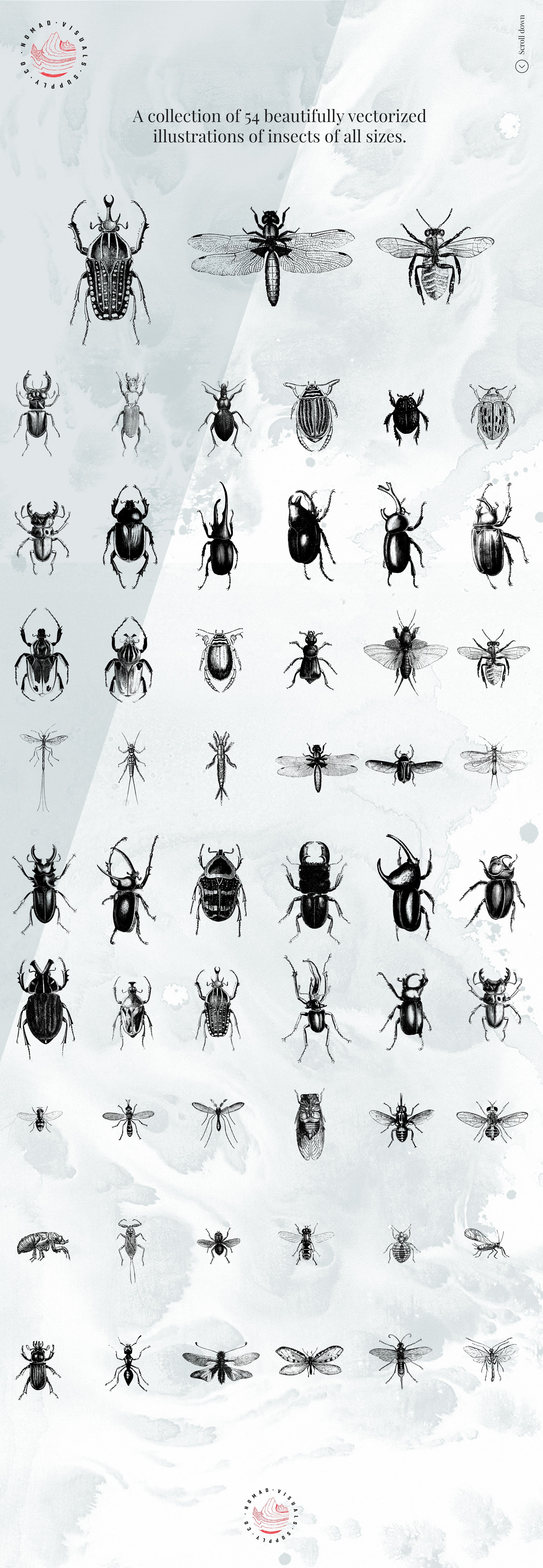 Insects Illustrations - Nomad Visuals 2.jpg