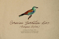 Les Palmiers - Handwritten Script