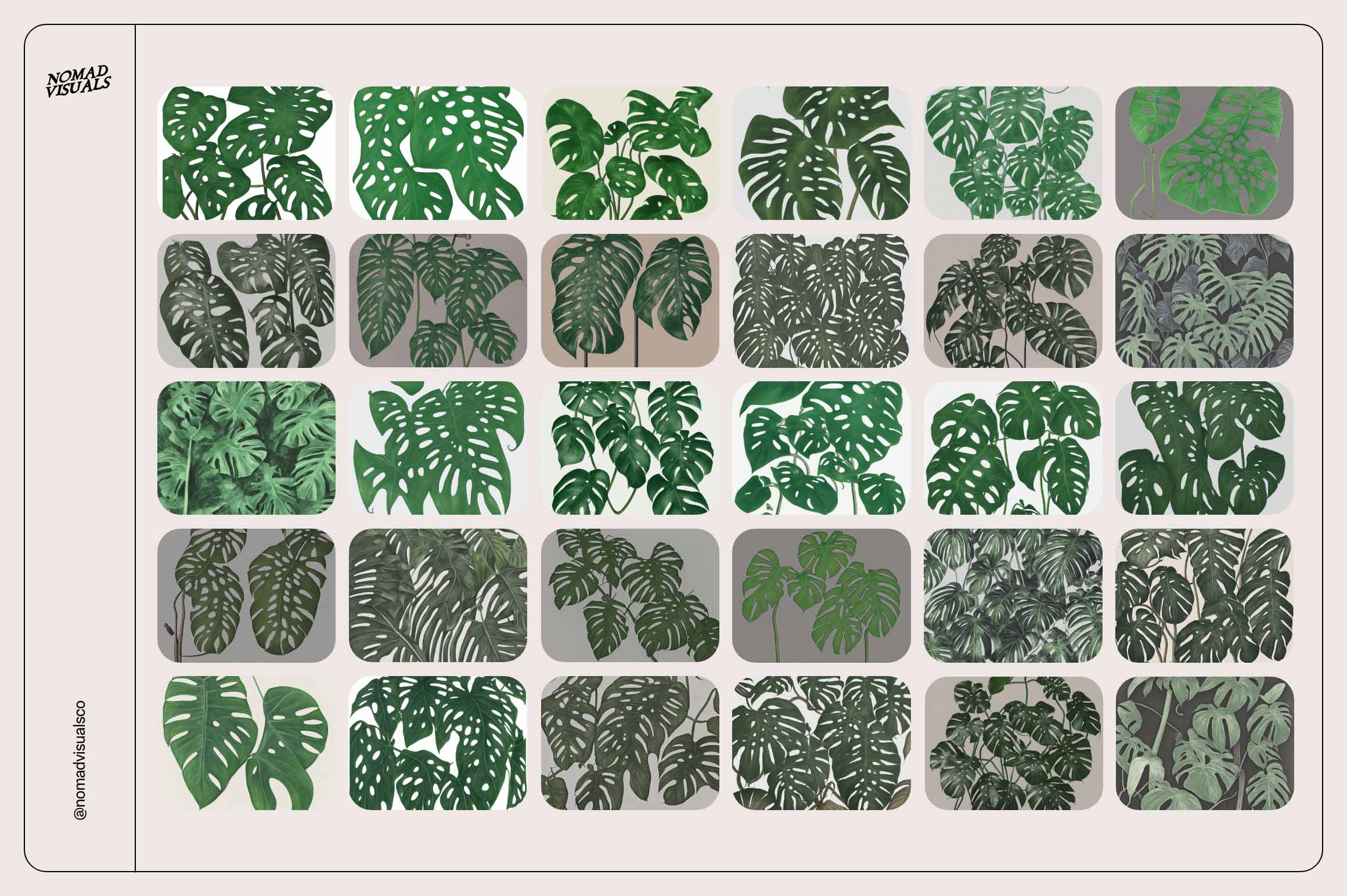 Monstera Tropical Collection - Nomad Visuals 2.jpg