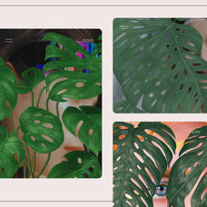 Monstera Tropical Collection - Nomad Visuals 4.jpg
