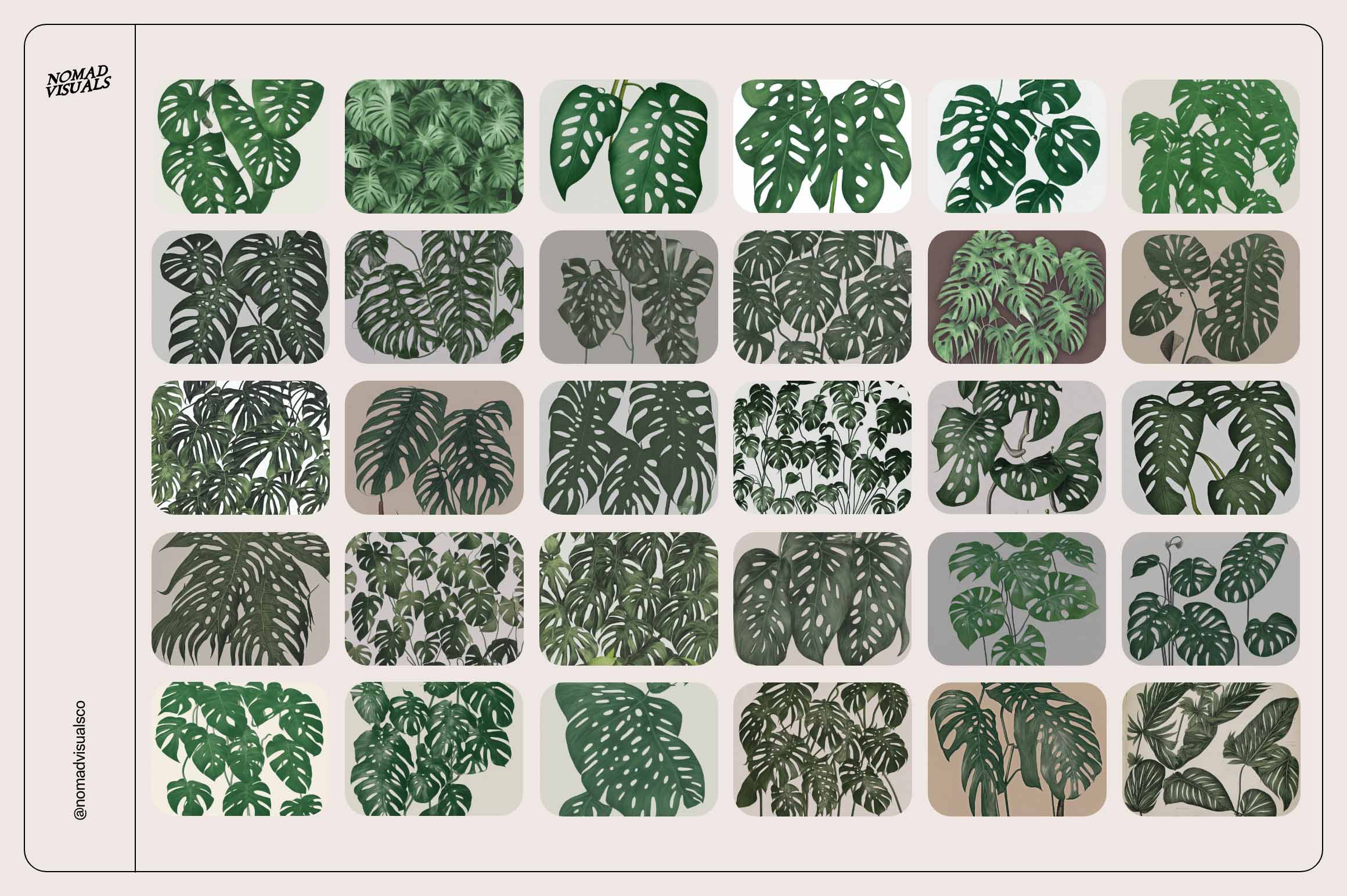 Monstera Tropical Collection - Nomad Visuals 5.jpg