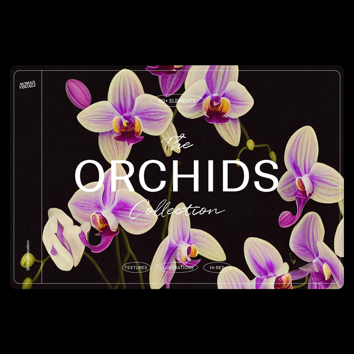 Orchids - Nomad Visuals 1.jpg
