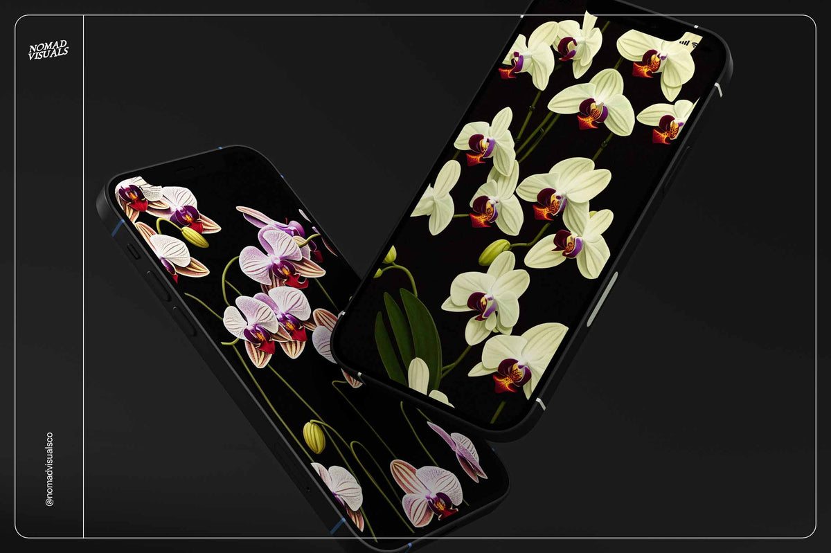 Orchids - Nomad Visuals 17.jpg