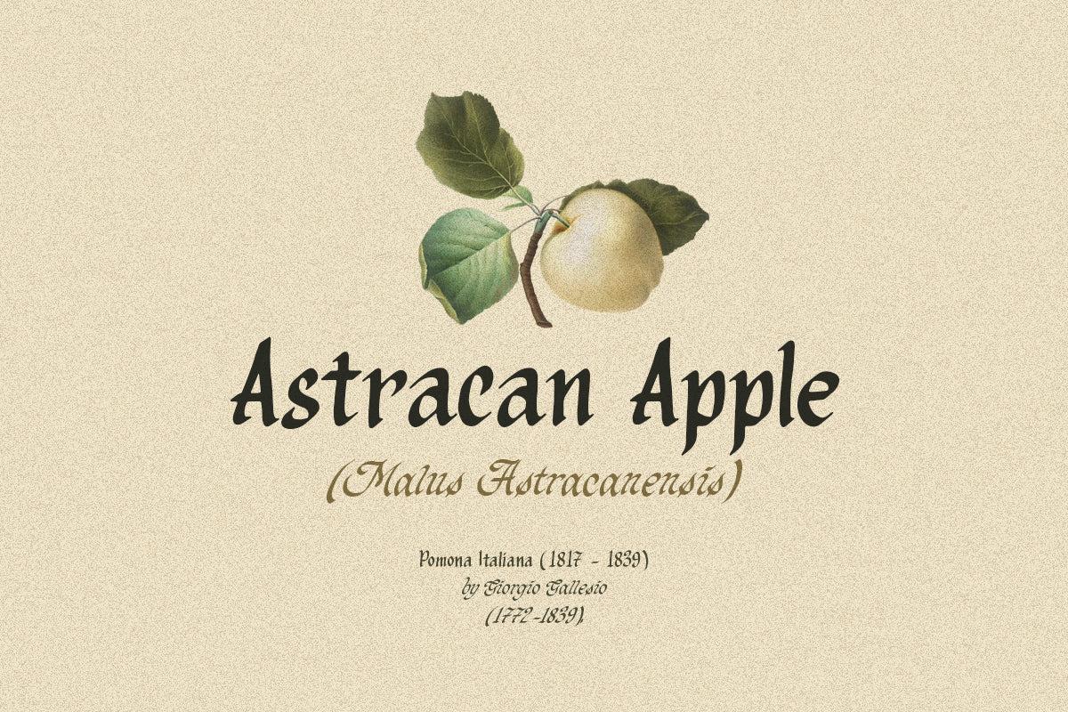 Organic Antique - Blackletter Fonts - Sarid Ezra 4.jpg