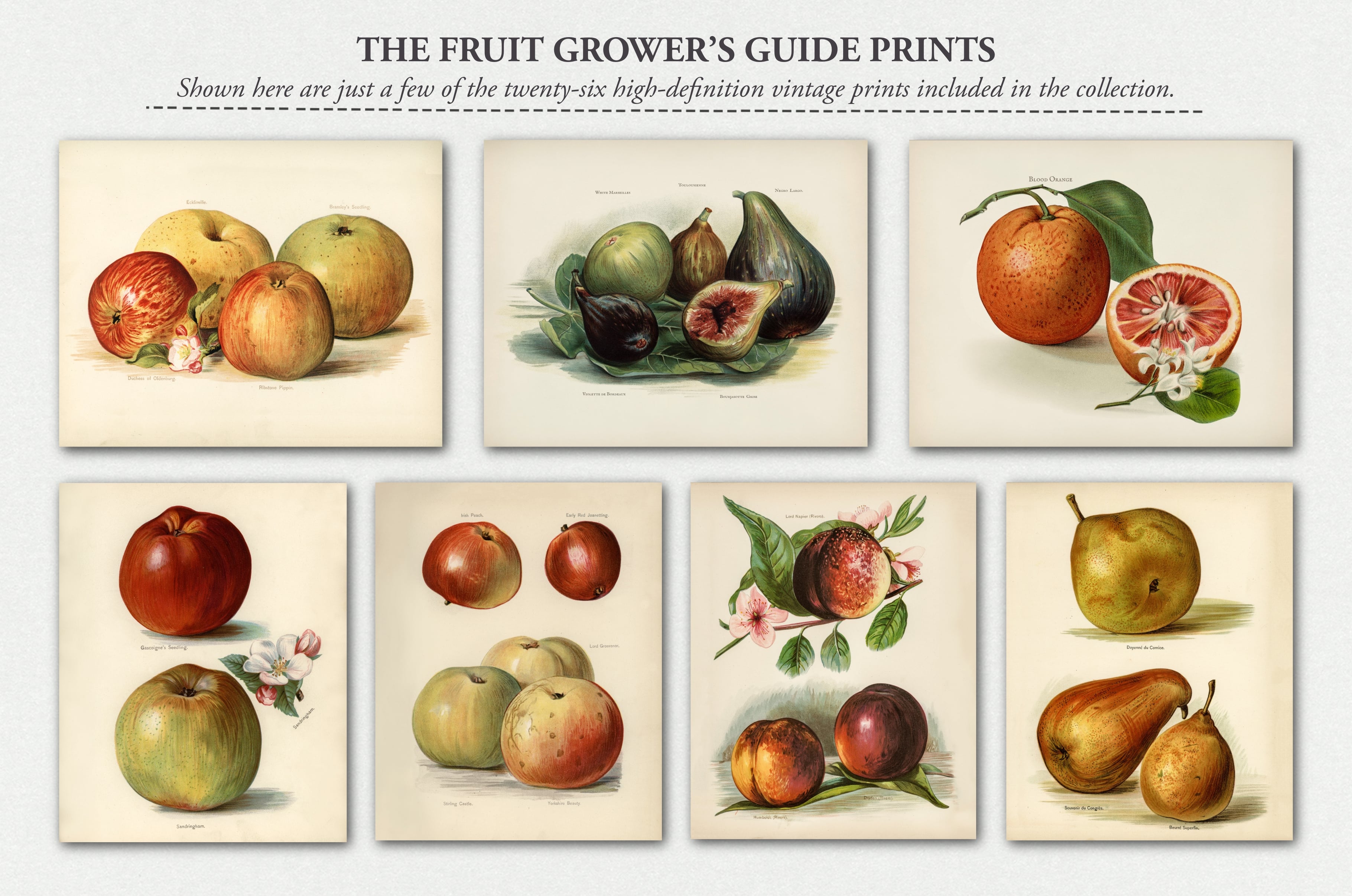 The Autumn Collage Creator (330+ Elements) - Digi Life 6.jpg