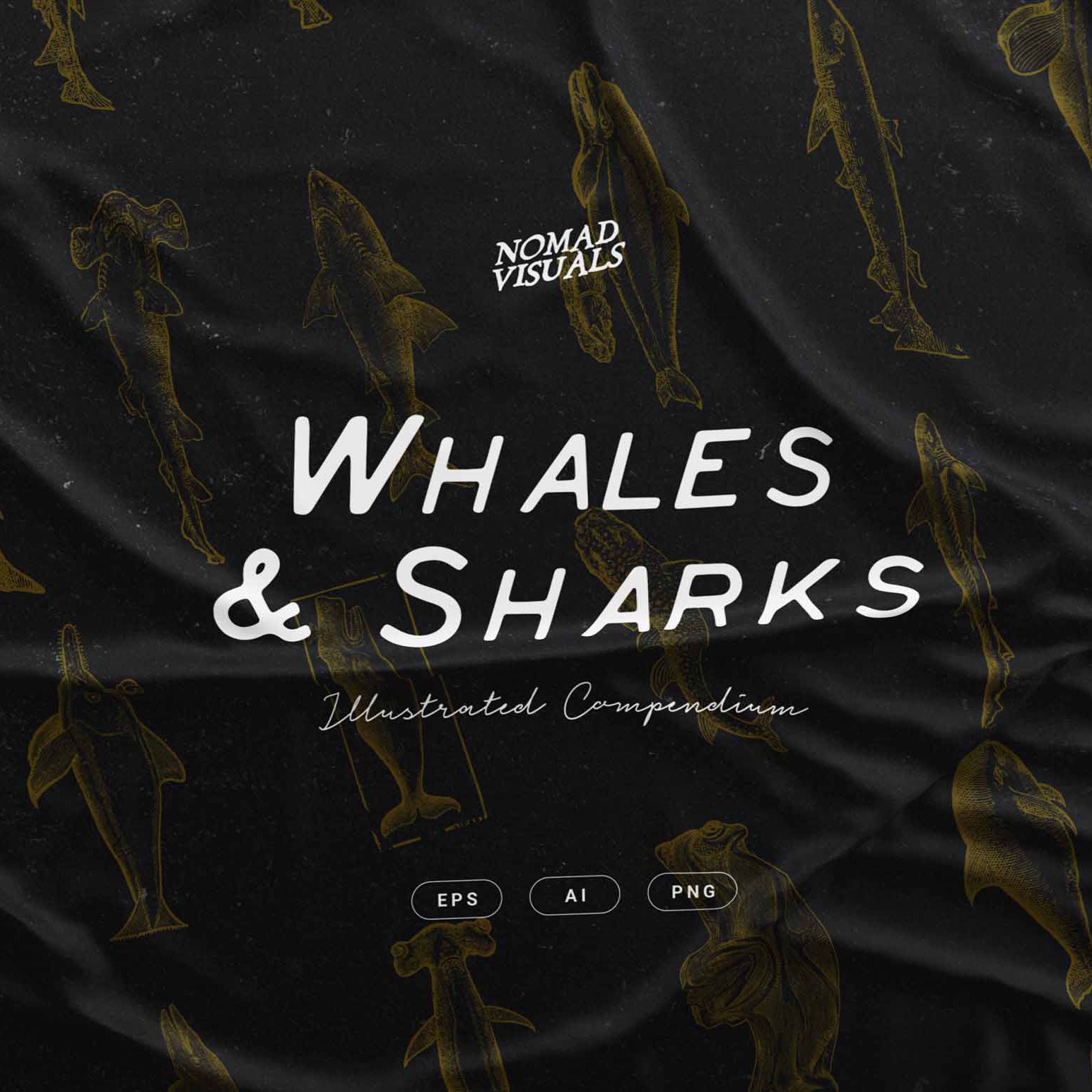 Whales & Sharks - Nomad Visuals 1.jpg