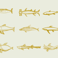 Whales & Sharks - Nomad Visuals 1.jpg