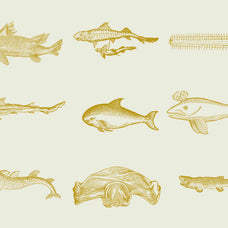 Whales & Sharks - Nomad Visuals 2.jpg