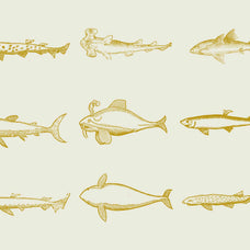 Whales & Sharks - Nomad Visuals 3.jpg