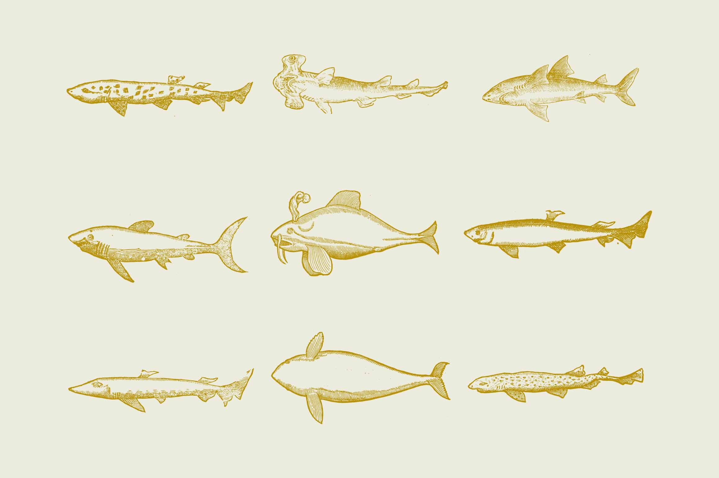 Whales & Sharks - Nomad Visuals 3.jpg