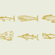 Whales & Sharks - Nomad Visuals 4.jpg