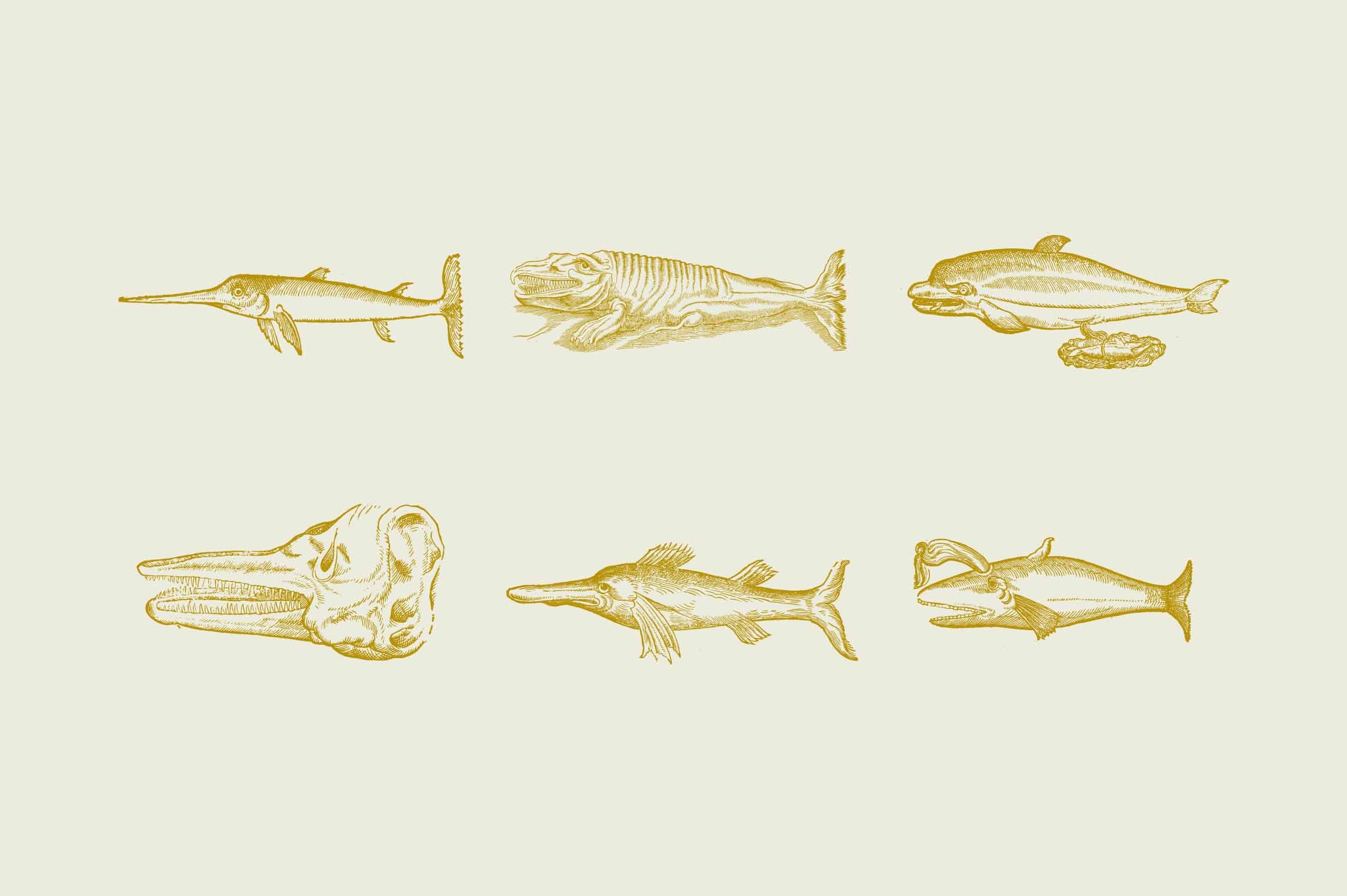 Whales & Sharks - Nomad Visuals 4.jpg