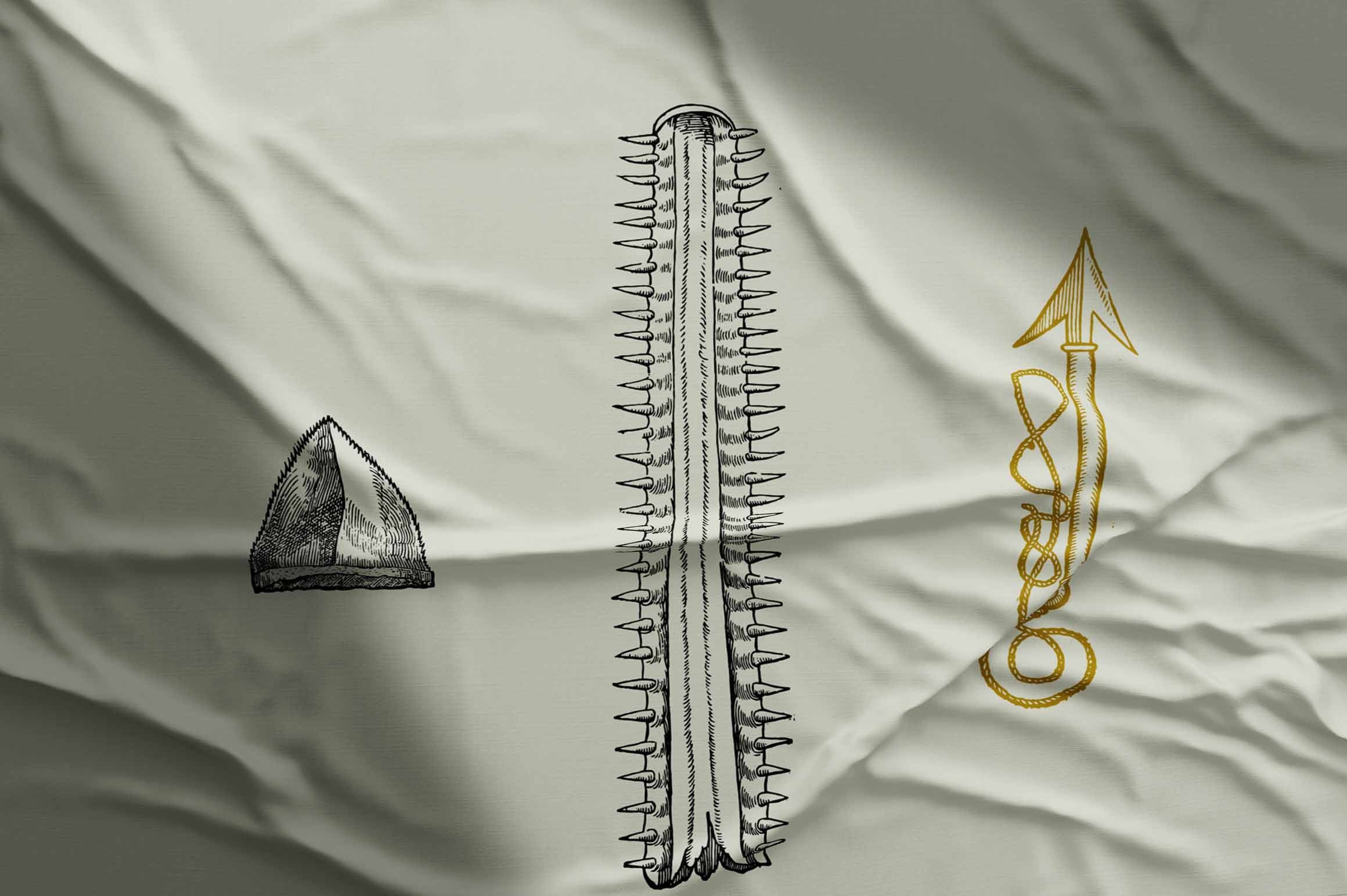 Whales & Sharks - Nomad Visuals 5.jpg