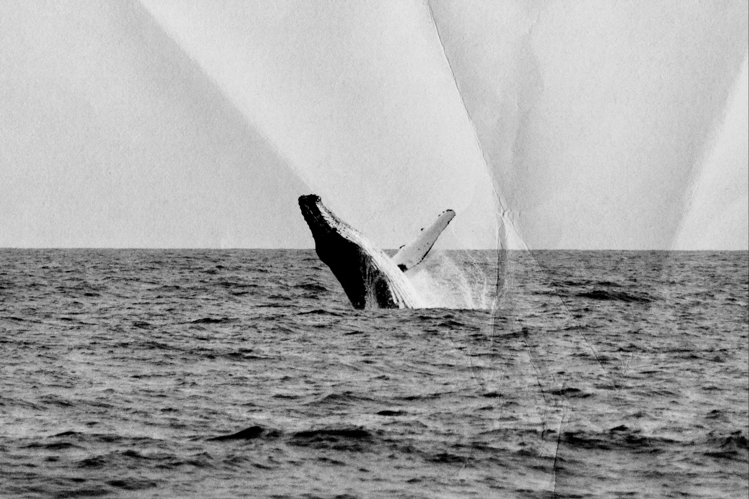 Wrinkled & Folded Papers Collection - Pixelbuddha 4.jpg