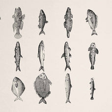 A Renaissance Field Guide to Fish - Vol. 1