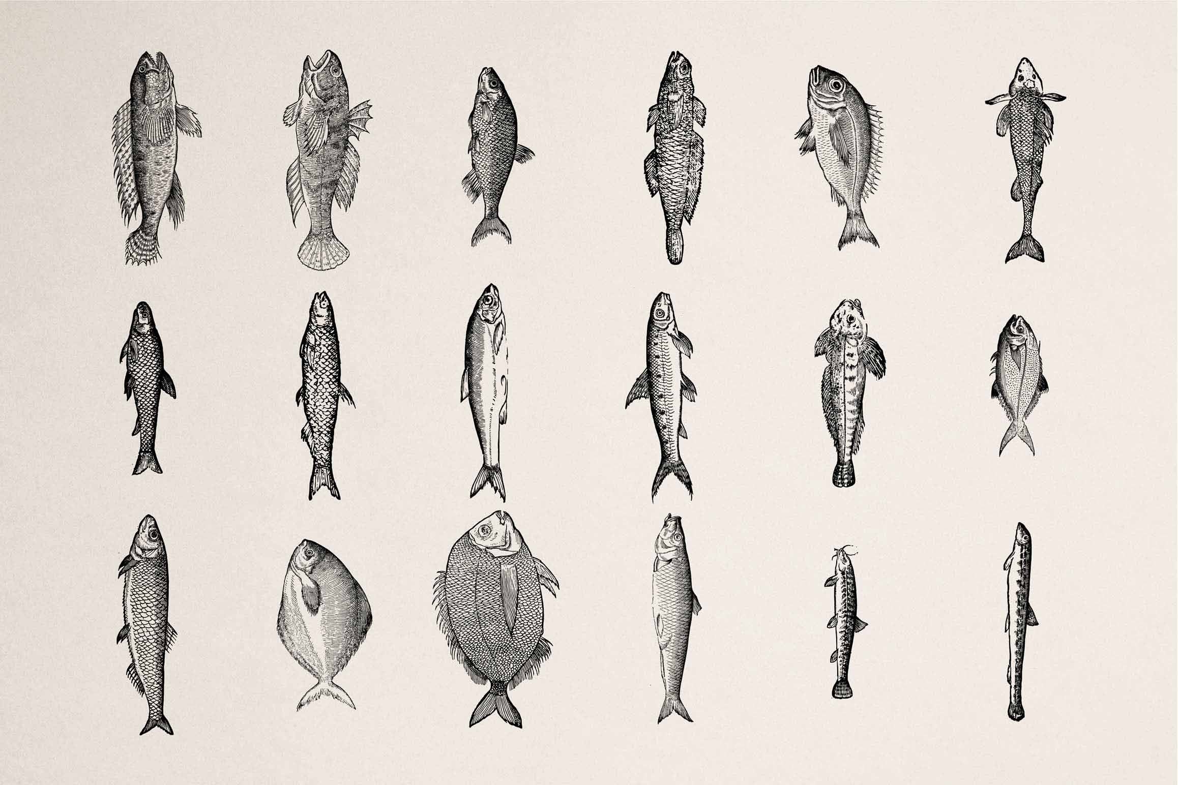 A Renaissance Field Guide to Fish - Vol. 1