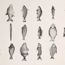 A Renaissance Field Guide to Fish - Vol. 1