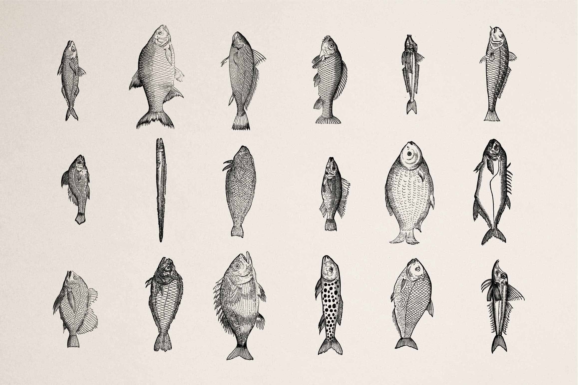 A Renaissance Field Guide to Fish - Vol. 1