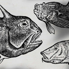 A Renaissance Field Guide to Fish - Vol. 1