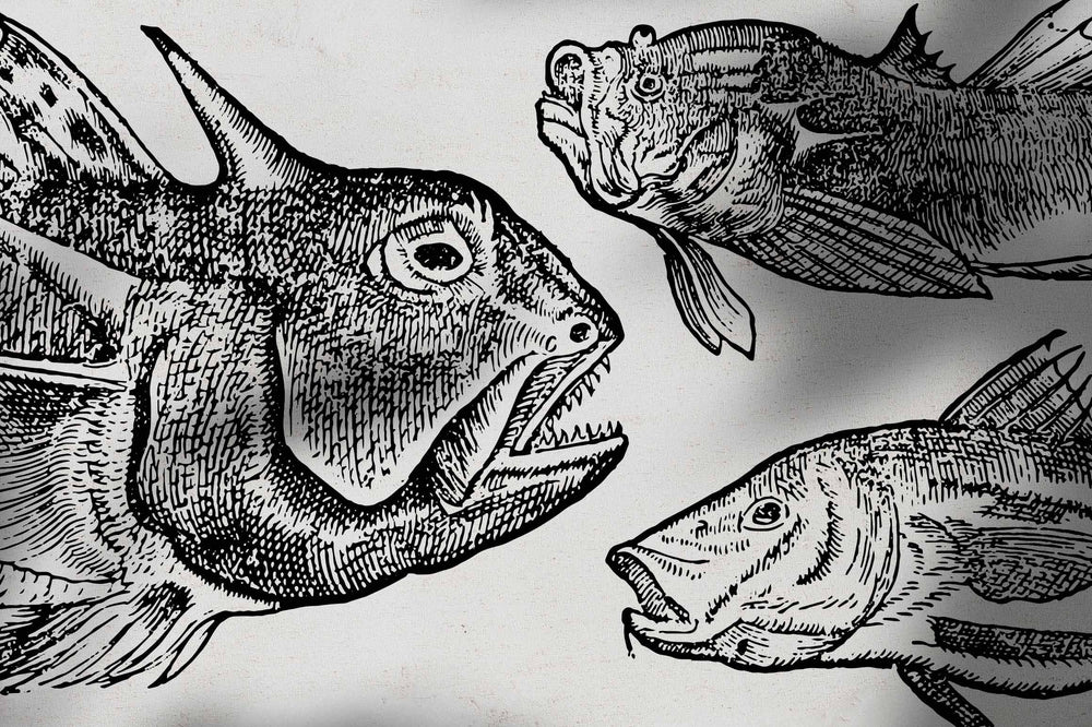 A Renaissance Field Guide to Fish - Vol. 1 by Nomad Visuals