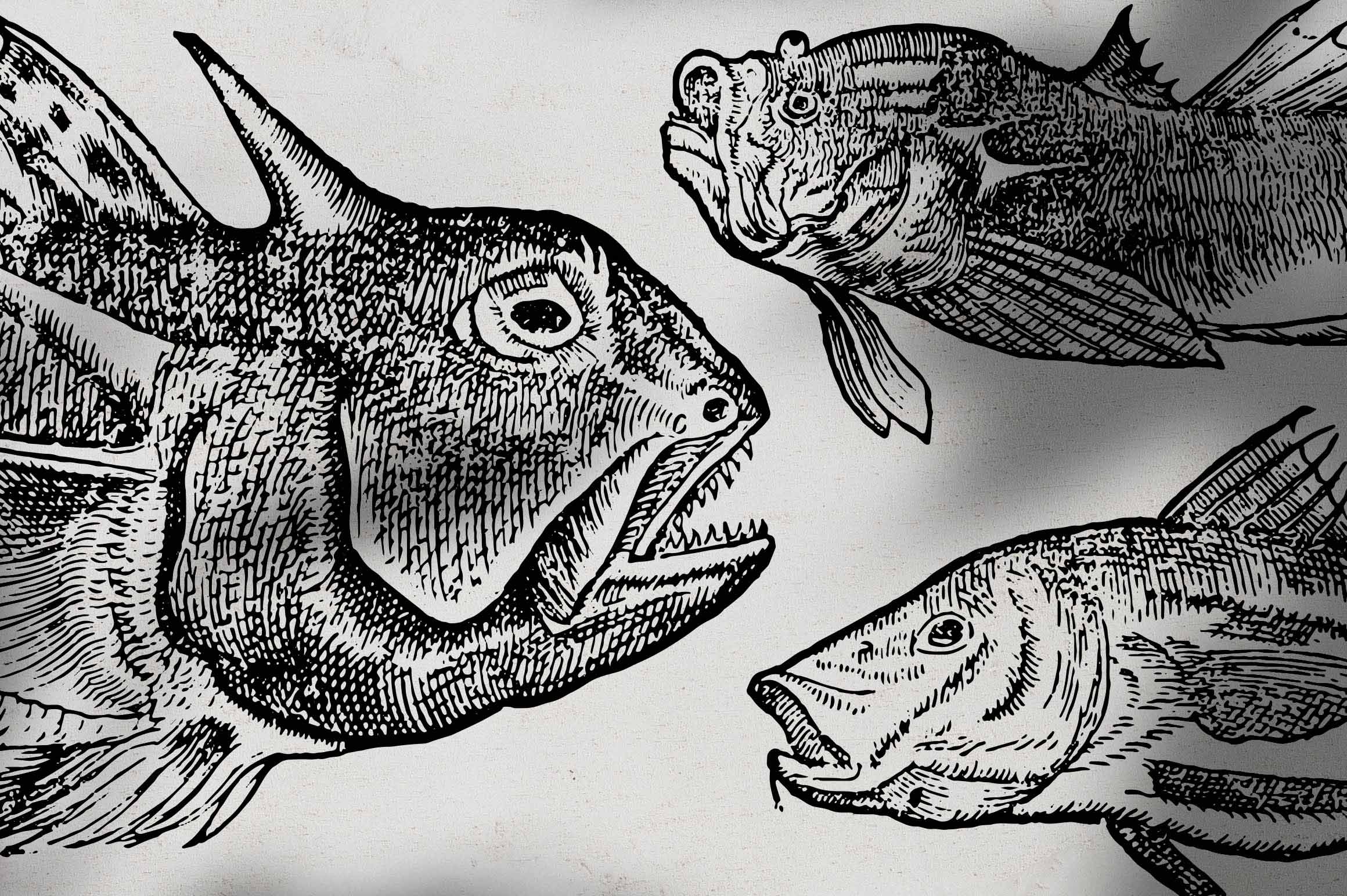 A Renaissance Field Guide to Fish - Vol. 1