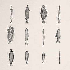 A Renaissance Field Guide to Fish - Vol. 1
