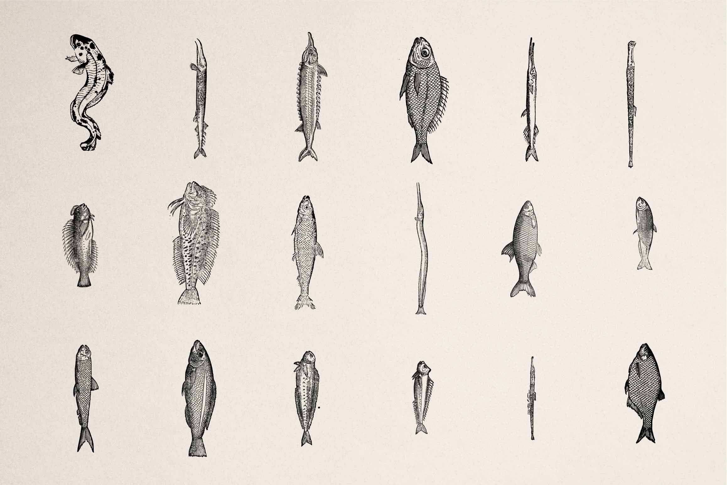 A Renaissance Field Guide to Fish - Vol. 1