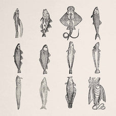 A Renaissance Field Guide to Fish - Vol. 1