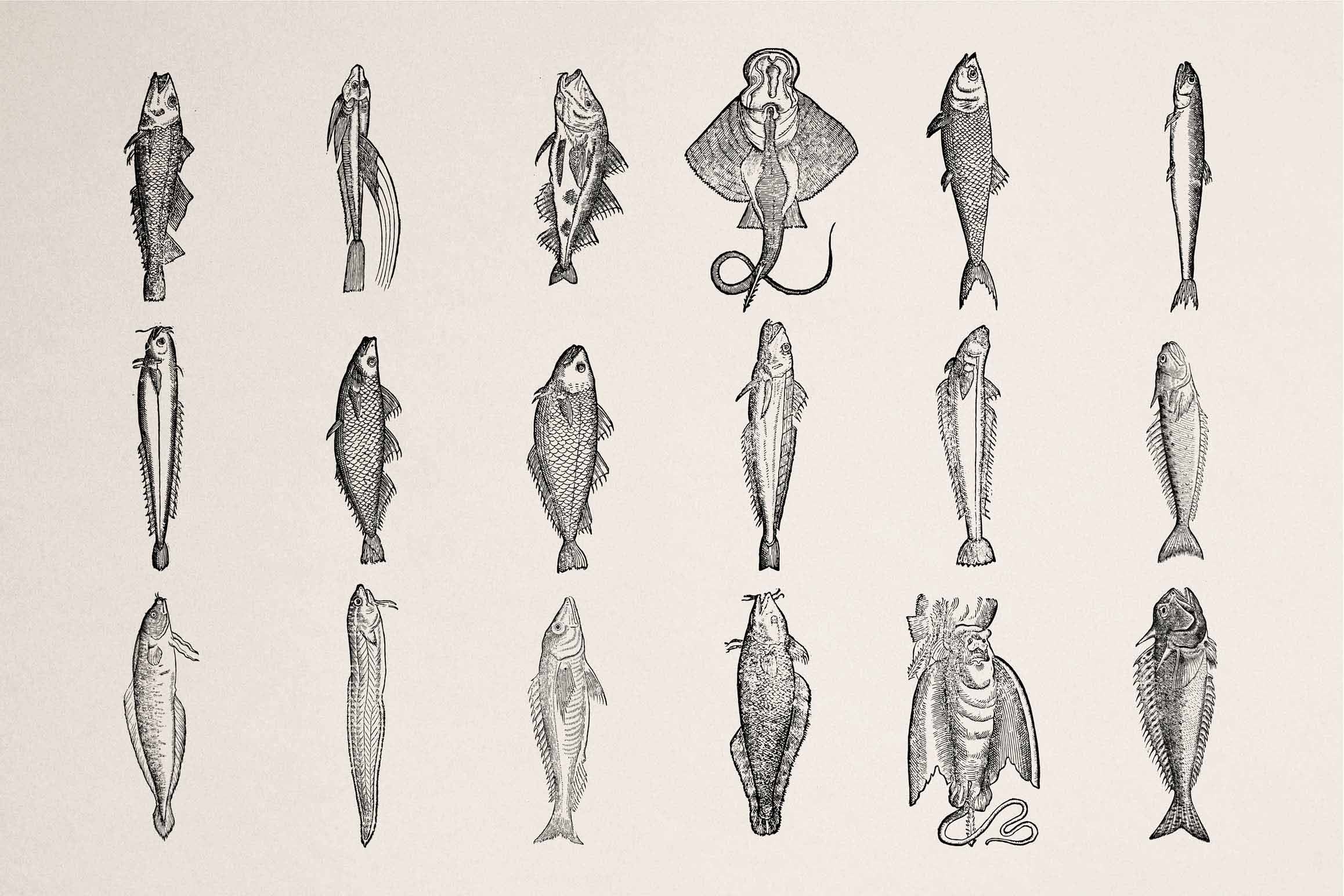 A Renaissance Field Guide to Fish - Vol. 1