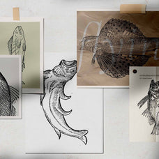 A Renaissance Field Guide to Fish - Vol. 1