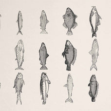 A Renaissance Field Guide to Fish - Vol. 1