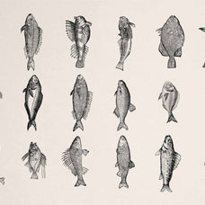 A Renaissance Field Guide to Fish - Vol. 1