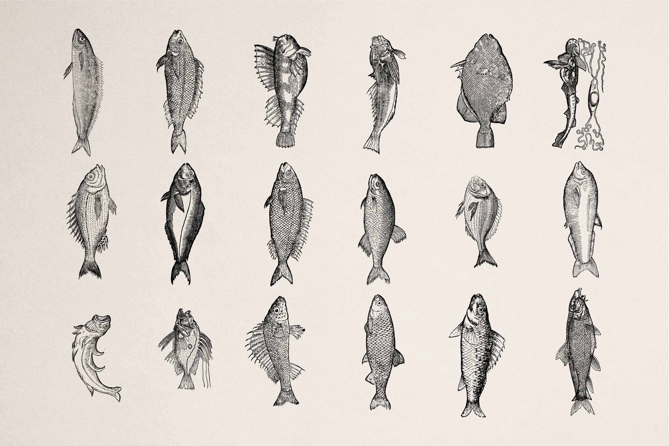 A Renaissance Field Guide to Fish - Vol. 1