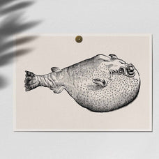 A Renaissance Field Guide to Fish - Vol.02