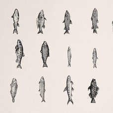 A Renaissance Field Guide to Fish - Vol.02