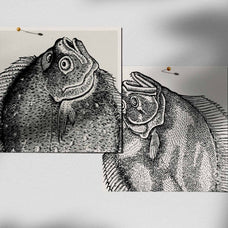 A Renaissance Field Guide to Fish - Vol.02