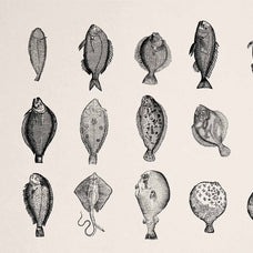 A Renaissance Field Guide to Fish - Vol.02