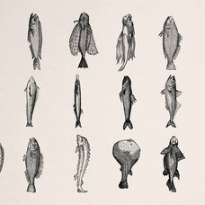 A Renaissance Field Guide to Fish - Vol.02