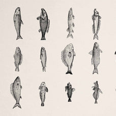 A Renaissance Field Guide to Fish - Vol.02