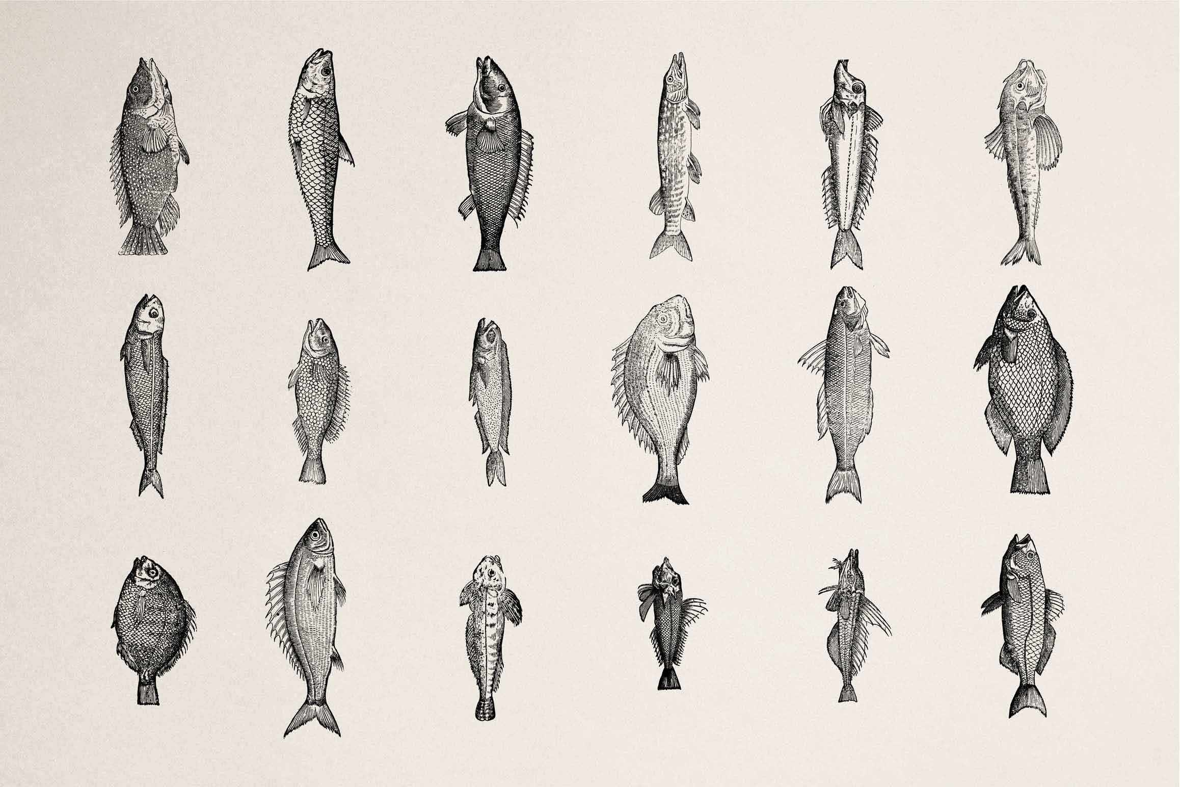 A Renaissance Field Guide to Fish - Vol.02