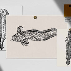 A Renaissance Field Guide to Fish - Vol.02