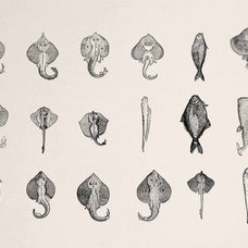 A Renaissance Field Guide to Fish - Vol.02